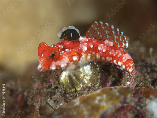 Starry dragonet photo