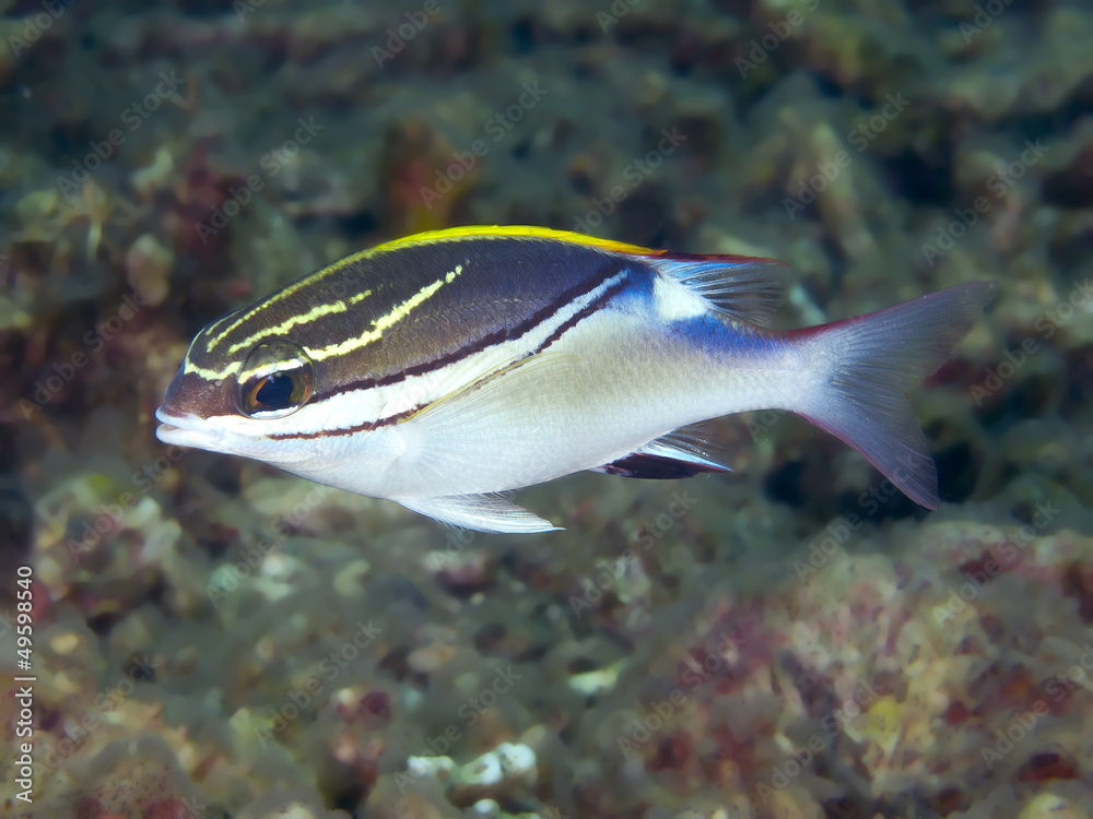 Two-lined monocle bream Two-lined monocle bream