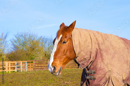 Horse in field wearing horse rug