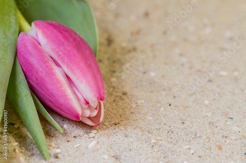 Tulpe auf Sand photo