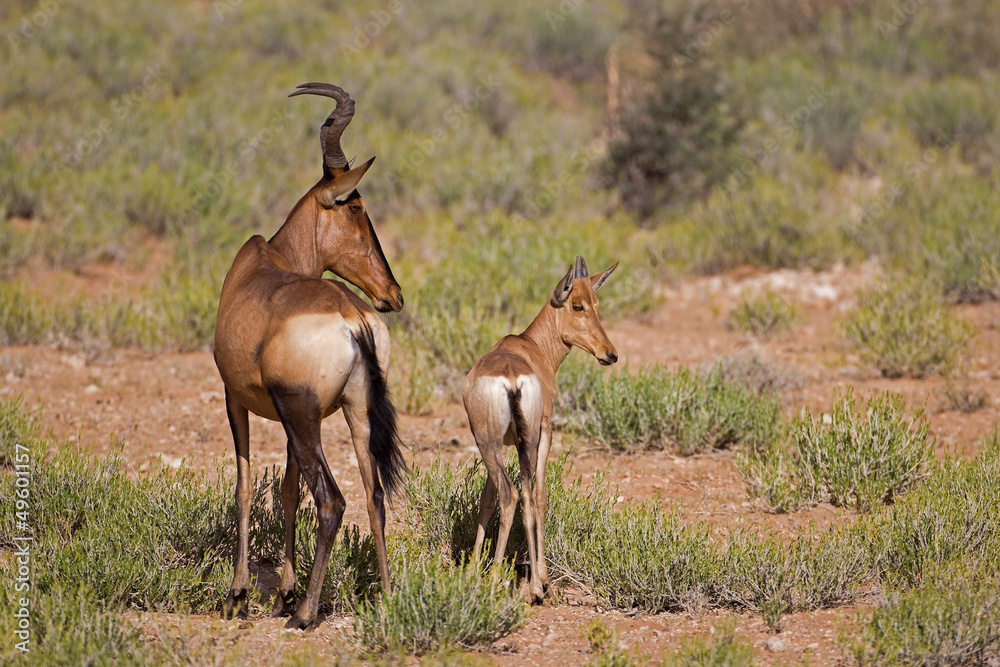 Red Hartebeest with calf; Alcelaphus buselaphus Red Hartebeest with calf; Alcelaphus buselaphus