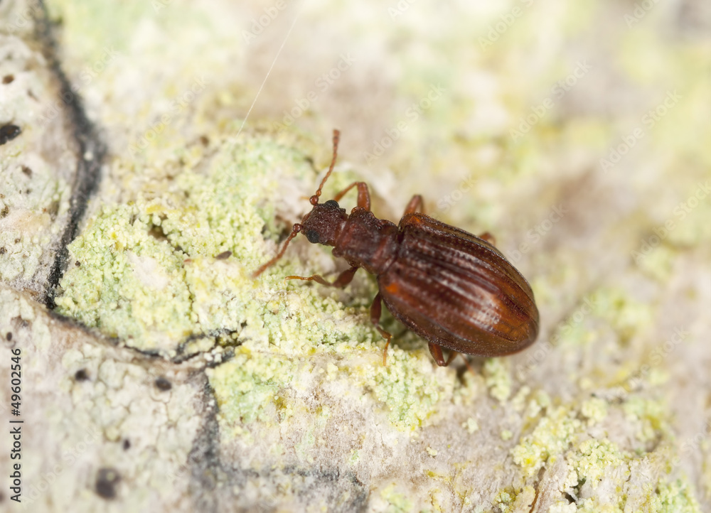 Stephostethus lardarius, a Scavenger beetle, on wood Stephostethus lardarius, a Scavenger beetle, on wood