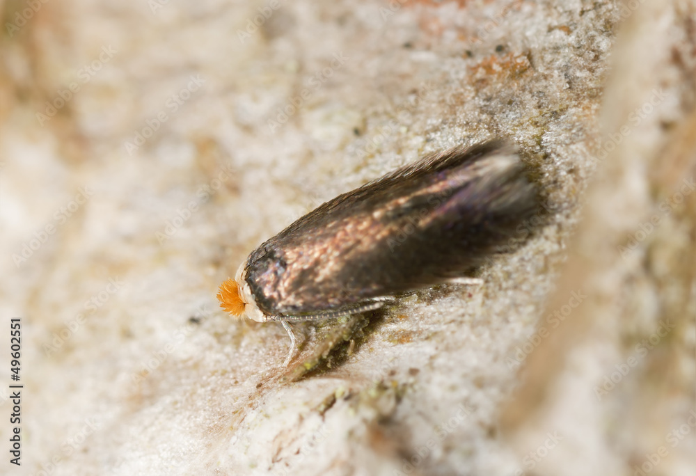 Small moth, extreme close-up with high magnification Small moth, extreme close-up with high magnification