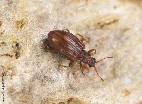 Stephostethus lardarius, a Scavenger beetle, on wood