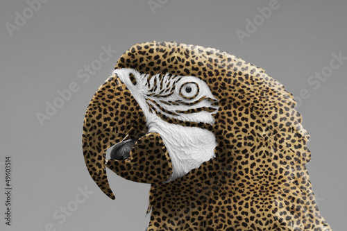 Macaw parrot with a leopard print