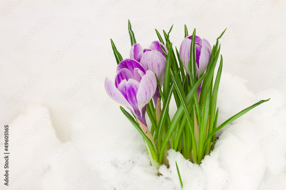 violet crocuses in snow violet crocuses in snow