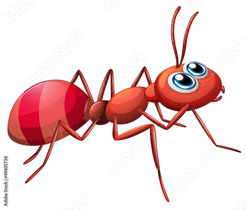 A big ant crawling