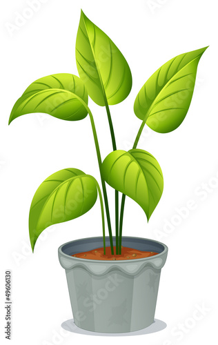 A pot of green plant