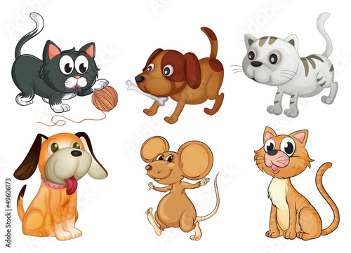 Six different animals with four legs