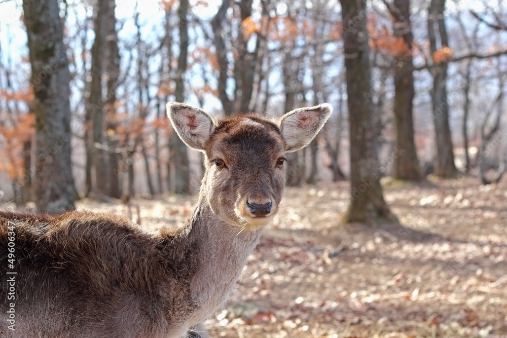Fototapeta premium fallow deer doe portrait