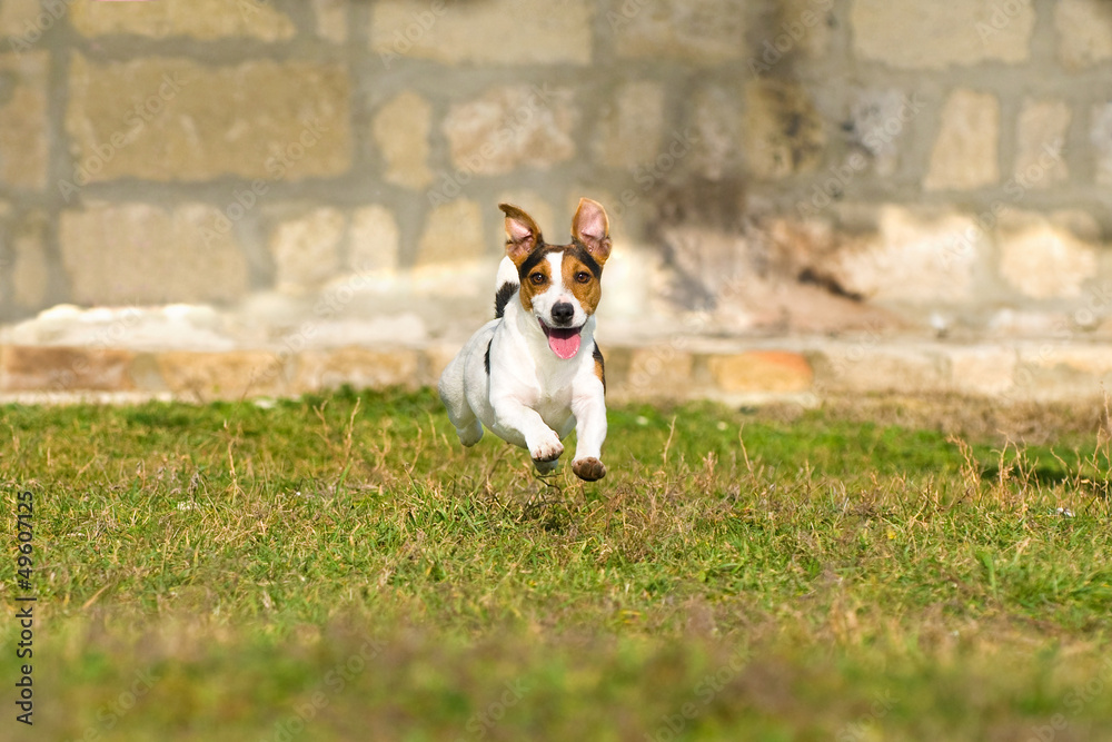 Jack Russell Terrier Jack Russell Terrier