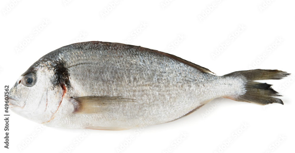 Dorade gilthead bream isolated on white Dorade gilthead bream isolated on white
