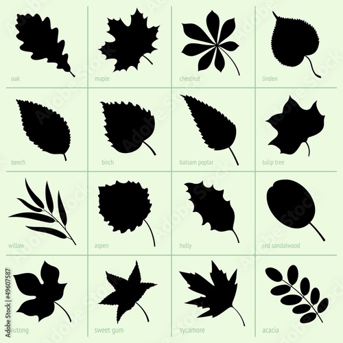 Set of leaves