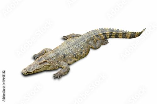 Crocodile © phanlop88