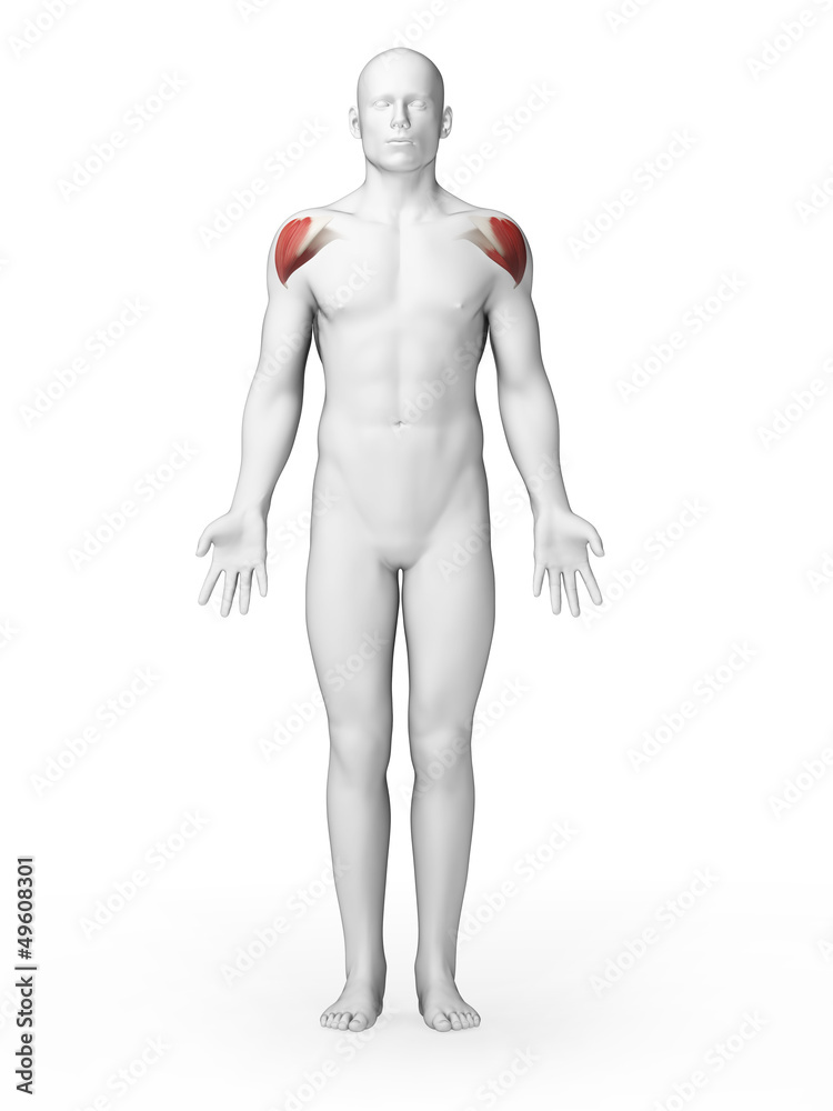 3d rendered illustration - schoulder muscles 3d rendered illustration - schoulder muscles