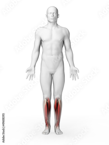 3d rendered illustration - lower leg muscles