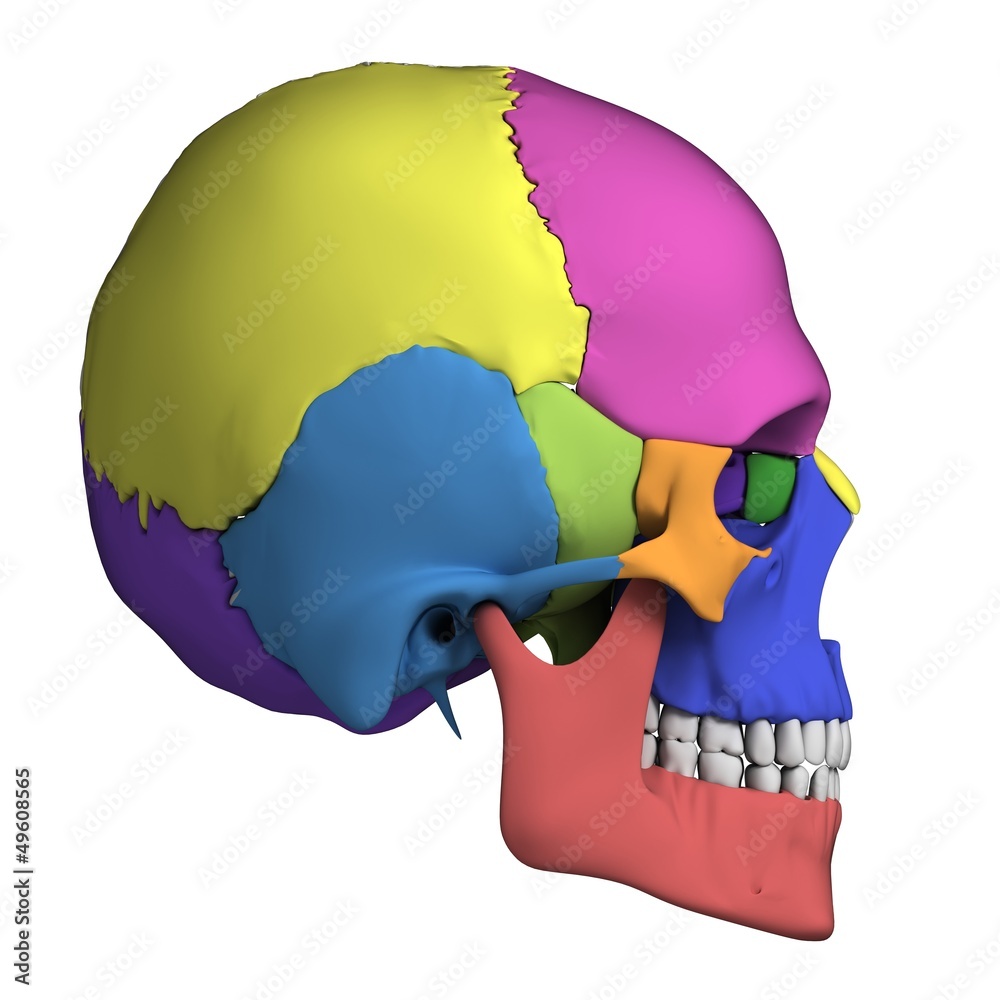 THE HUMAN SKULL ANATOMY AND 3D ILLUSTRATIONS visual data 7