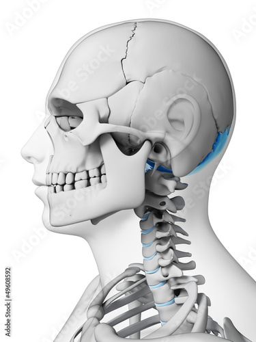 3d rendered illustration - occipital bone