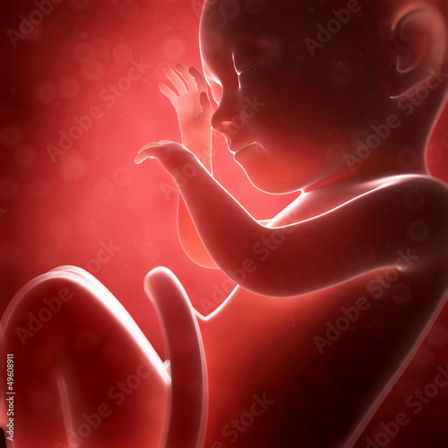 Fotografia 3d rendered illustration - human fetus month 8