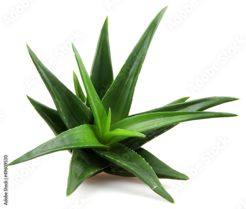 aloe vera