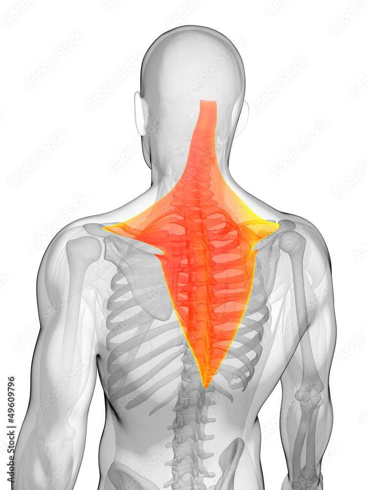 3d rendered illustration - trapezius muscle
