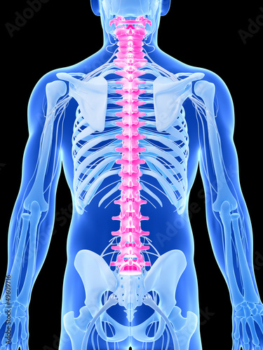 3d rendered illustration - human spine