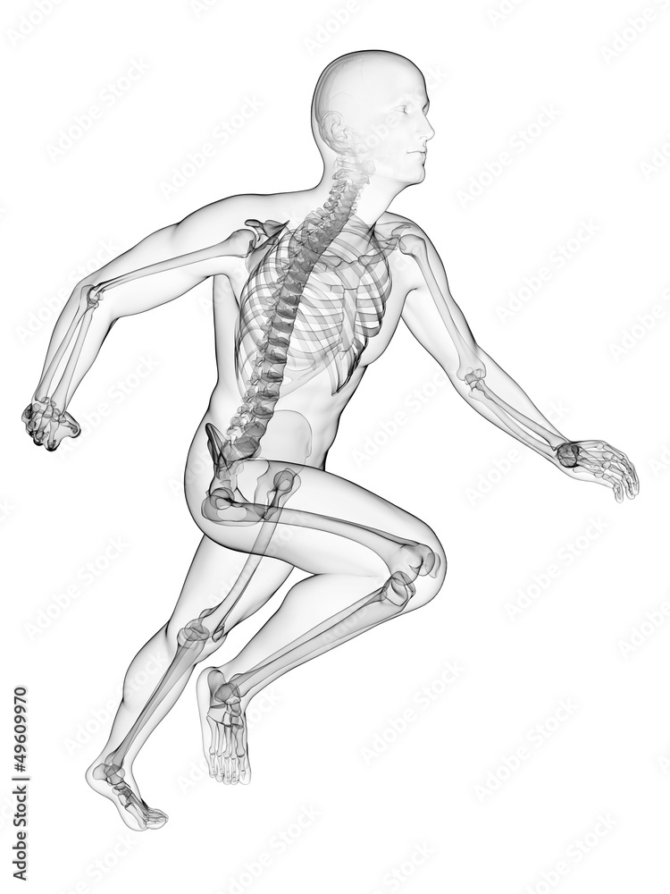 3d rendered illustration - runner anatomy 3d rendered illustration - runner anatomy
