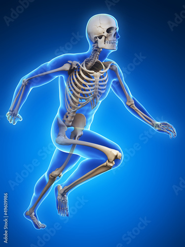 3d rendered illustration - runner anatomy