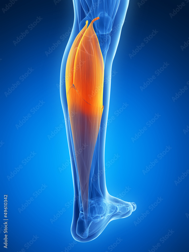 3d rendered illustration - gastrocnemius