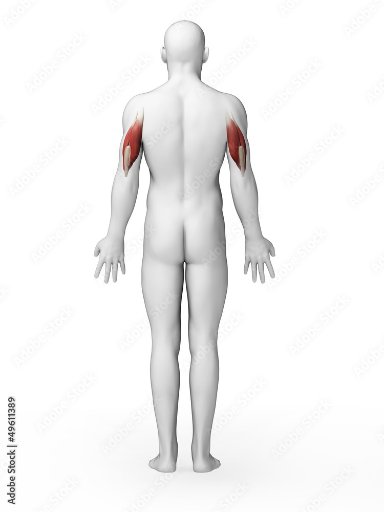 3d rendered illustration - triceps 3d rendered illustration - triceps