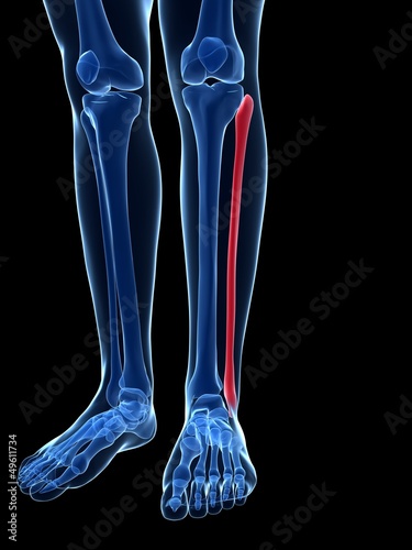 3d rendered illustration - the fibula bone