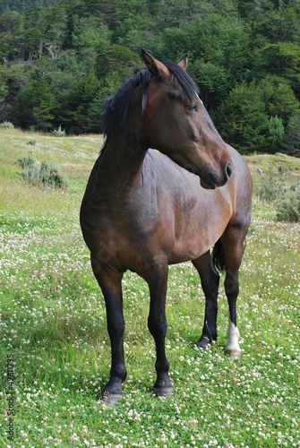 Pferd