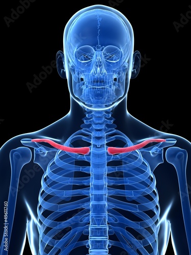 Obraz na płótnie 3d rendered illustration - the clavicle
