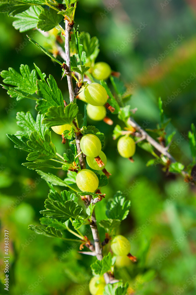 Gooseberries on a branch Gooseberries on a branch