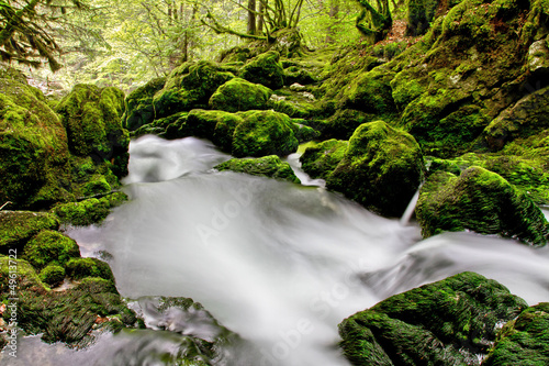 Forêt humide