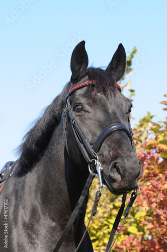 Porträt Pferd © lichtreflexe
