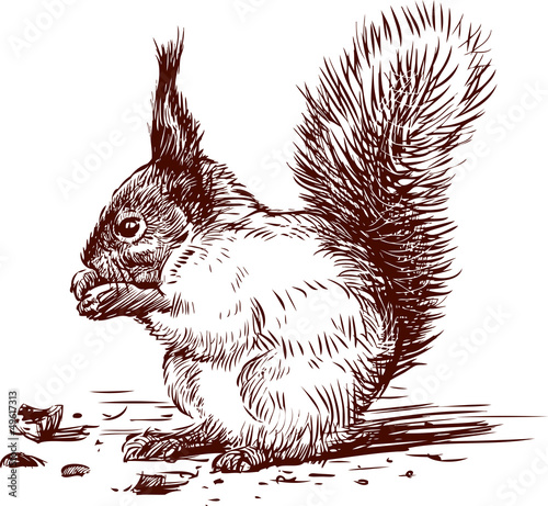 squirrel