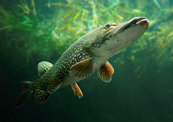Fototapete Unterwasser Großer Hecht in klarem Süßwasser  © Kletr