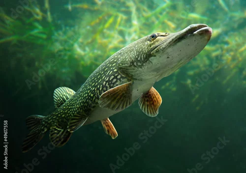 Obraz Podwodne zdjęcie dużego szczupaka (Esox Lucius).
