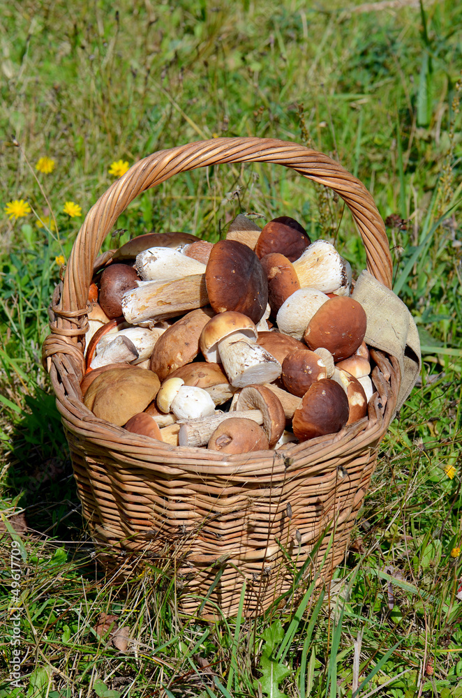 Basket with boletus edulis on grass Basket with boletus edulis on grass