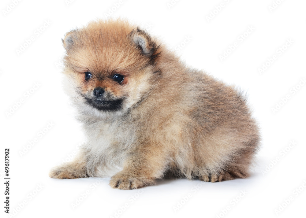 Spitz puppy isolated on white background