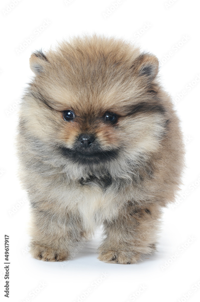 Spitz puppy isolated on white background