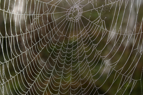 Openwork cobweb in dewdrops in autumn morning