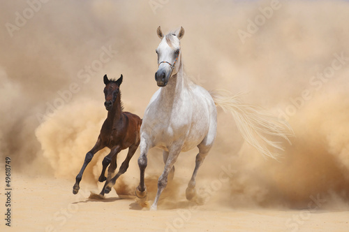 Arabian Mare and foal running out of the Desert Storm