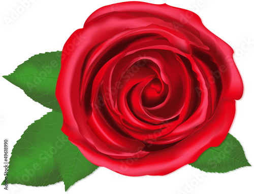 Red rose, isolated