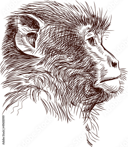 monkey head