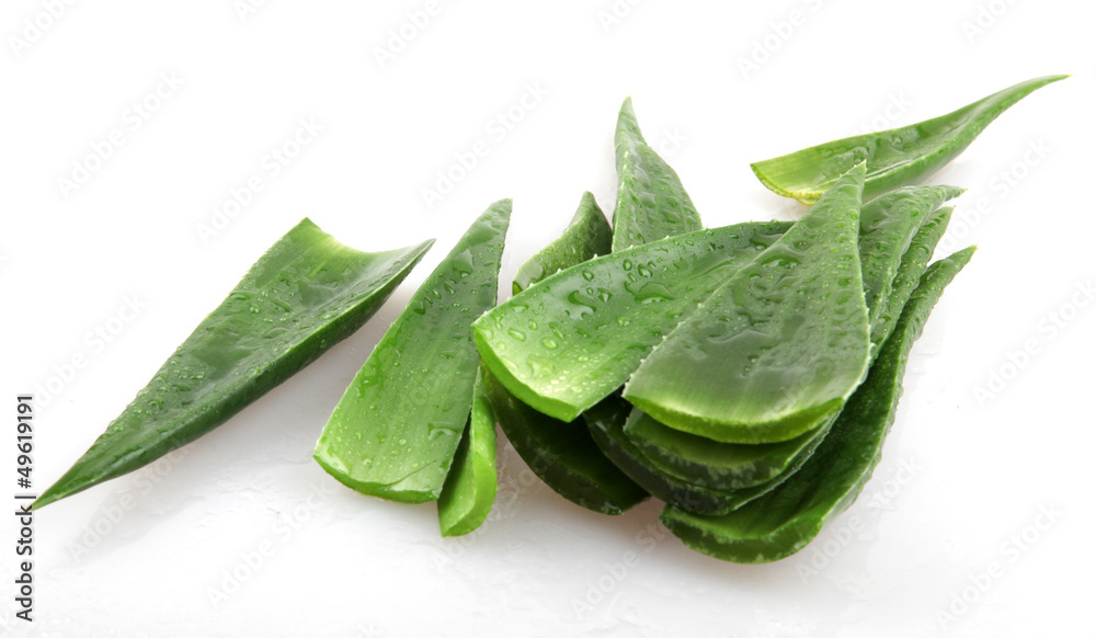 Fototapeta premium aloe vera