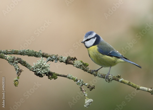 Mésange Bleue