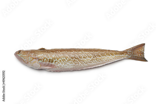 Fresh single weefer fish photo