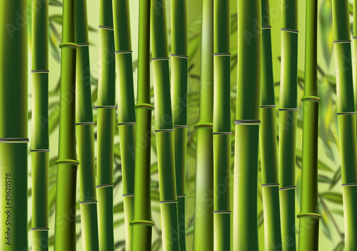 Bambus - bamboo